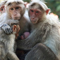 猴子情侣头像 男生图片