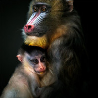 猴子情侣头像 男生图片