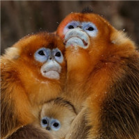 猴子情侣头像图片大全图片