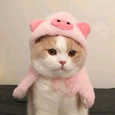 可爱猫咪情侣头像 可爱头像图片