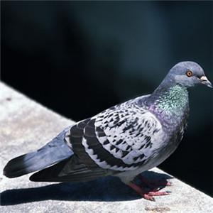 鸽子头像图片大全