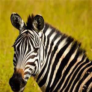 关于斑马斑马头像