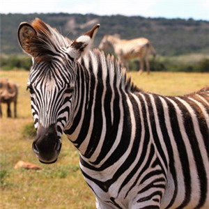 关于斑马斑马头像