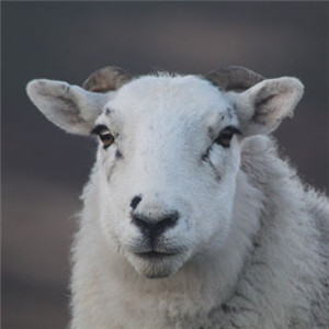 绵羊头像可爱
