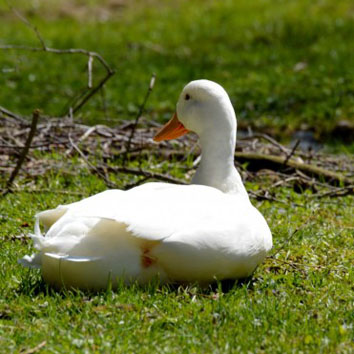 大白鹅头像,可爱头像图片