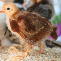 模样很可爱的小鸡头像