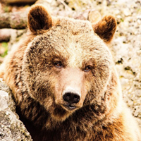 棕熊头像照片