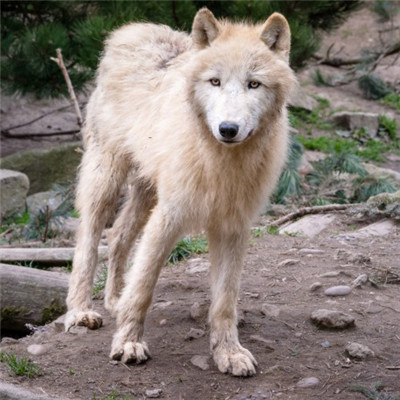 白狼头像帅气图片