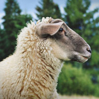 绵羊头像
