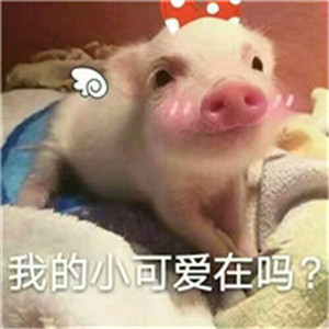 可爱猪搞笑头像带字图片