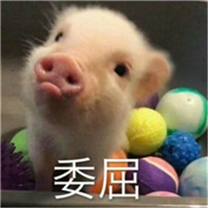 可爱猪搞笑头像带字图片