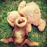 可爱的树懒qq头像图片大全