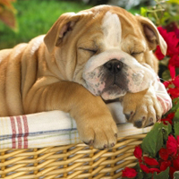 狗狗头像沙皮狗