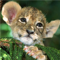 可爱的小狮子头像