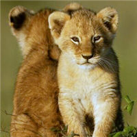 可爱的小狮子头像