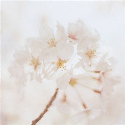 清新的花儿头像