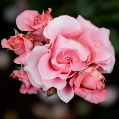 可爱的玫瑰花头像