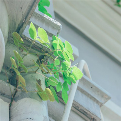 小清新绿叶头像