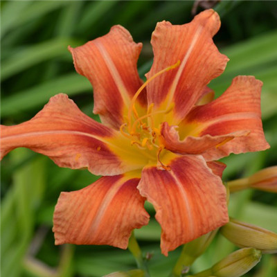 萱草花头像图片