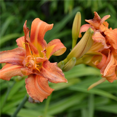 萱草花头像图片