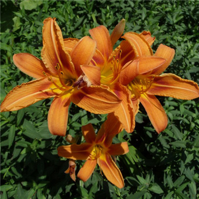 萱草花头像图片