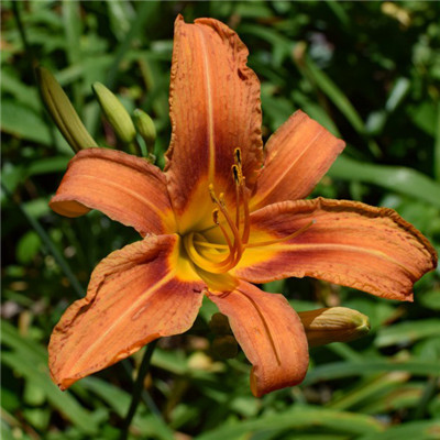 萱草花头像图片