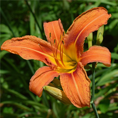 萱草花头像图片