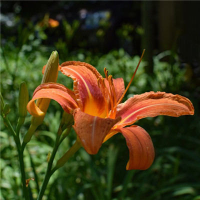 萱草花头像图片