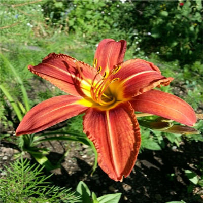 萱草花头像图片