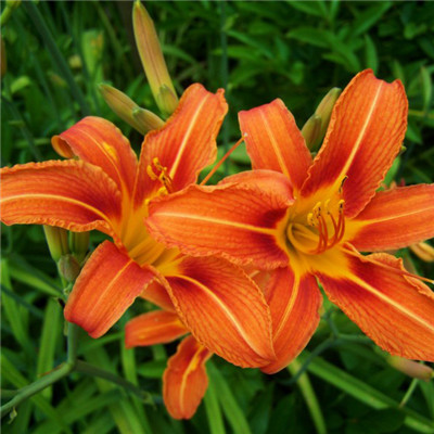 萱草花头像图片