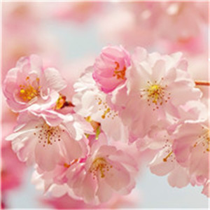 日本樱花头像图片