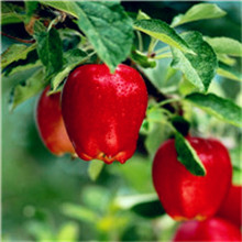 清新可爱水果头像