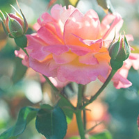 好看的花朵唯美花卉高清头像图片