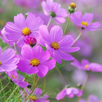 唯美花卉自然优美的花朵头像图片