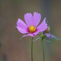 格桑花頭像