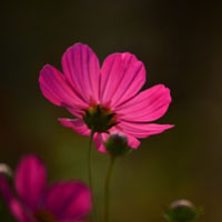 格桑花頭像