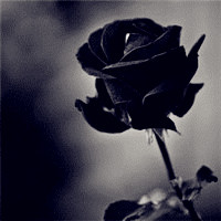 暗夜玫瑰头像图片