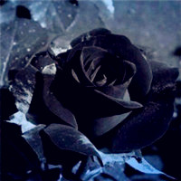 黑色蔷薇头像图片