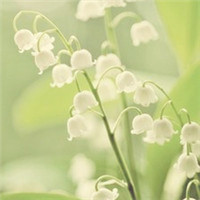 各类清新系梦幻花草唯美头像