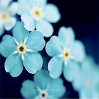 各类清新系梦幻花草唯美头像