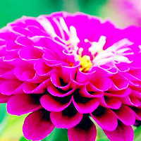 艳丽的百日草花朵头像图片