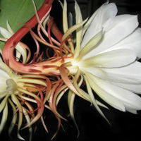 盛开的昙花qq头像图片