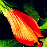 木槿花花卉头像图片