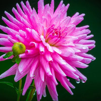 清新的大丽花qq头像图片