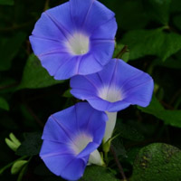 牵牛花头像