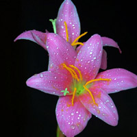 百合花头像