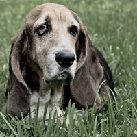 巴吉度獵犬頭像圖片