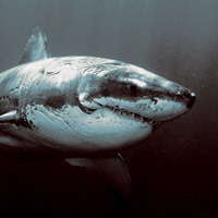 鲨鱼头像真实图片
