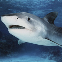 深海鲨鱼头像图片