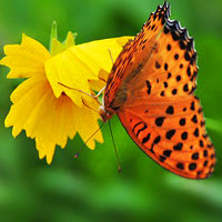 漂亮好看花蝴蝶头像图片